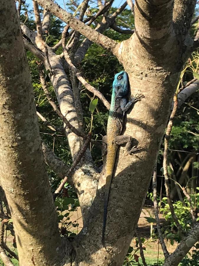 Kingfishers Khaya Sodwana Bay Exterior photo
